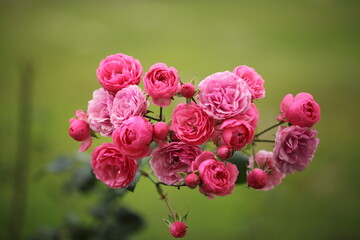 ピンク色のバラのアップ