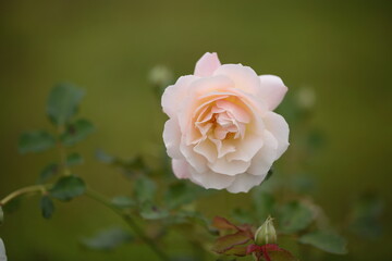 淡いピンク色のバラの花のアップ