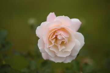 淡いピンク色のバラの花のアップ