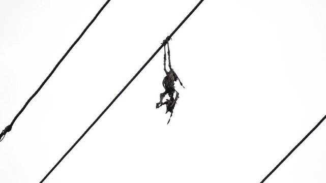 dead bird hanging on electric wire due to high voltage.