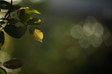 薔薇の葉のアップと玉ボケ