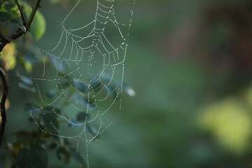 蜘蛛の巣