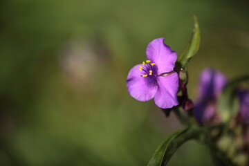 ムラサキツユクサのアップ