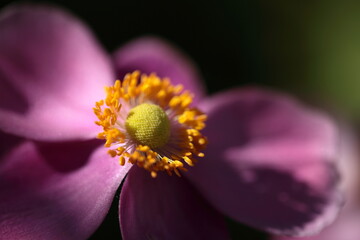 ピンク色のシュウメイギク