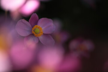 ピンク色のシュウメイギク