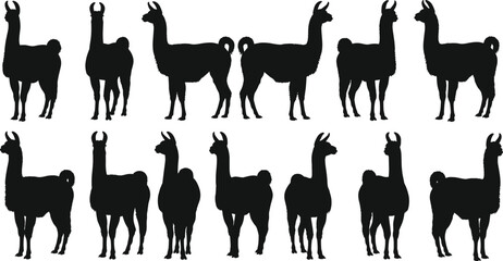 Llama silhouette set, black vector icons, standing animal poses, isolated clipart for nature, wildlife, South American design, farming, education, branding