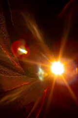 Sun flare on the black background