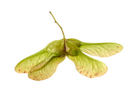 Close-up of a maple tree seed pod with two wings on a black background