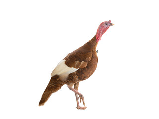 red turkey isolated on a white background