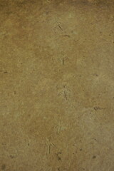 bird footprints in mud