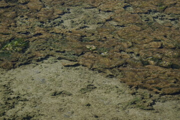 texture of algae in shallow water