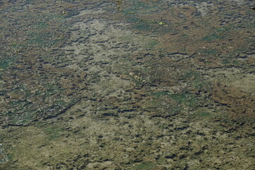 texture of algae in shallow water