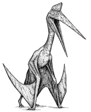 Vintage engraving isolated pterosaur set illustration pterodactylus ink sketch. Flying dinosaur background silhouette Jurassic art. Black and white hand drawn vector image