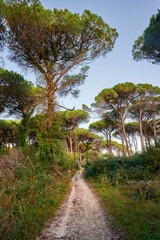 Obraz premium pineta