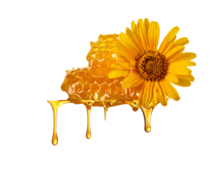 Honeycomb, sunflower, and dripping honey against a black background