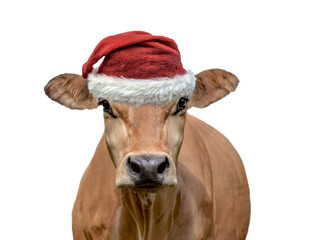 portrait of a brown cow wearing a red and white santa claus hat  isolated on transparent background...
