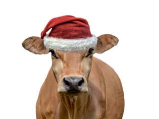 portrait of a brown cow wearing a red and white santa claus hat  isolated on transparent background concept humor for christmas