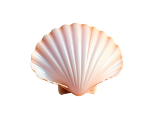 Single, textured, white-and-pink seashell against a black background
