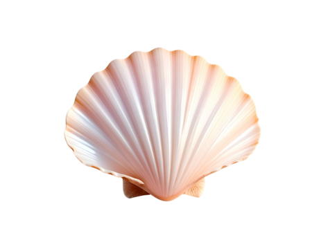 Single, textured, white-and-pink seashell against a black background