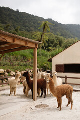 Group of colorful alpacas standing in an open paddock with mountain landscape and palm trees in the background.