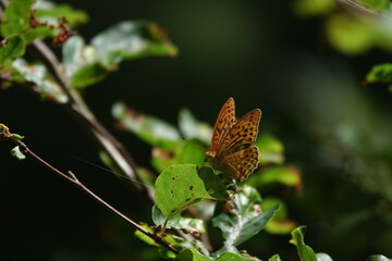 butterfly on leaf