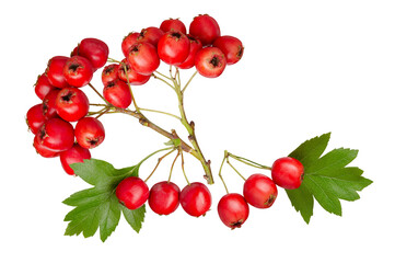 luscious cluster of red hawthorn berries on a branch with green leaves, evoking autumn's bounty,...
