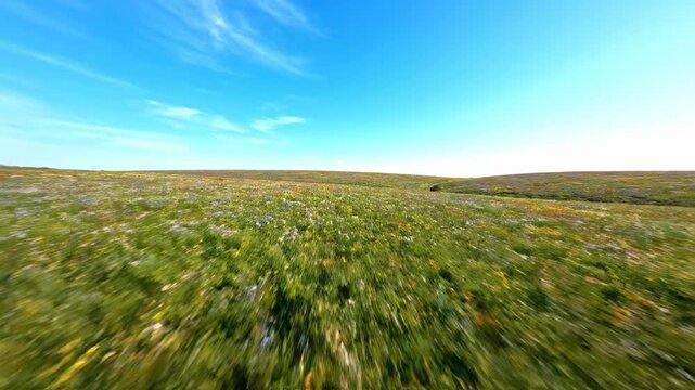 A breathtaking drone aerial view sweeps over a vast, undulating meadow carpeted with countless colorful wildflowers under a bright clear sky greenery, idyllic, scenic