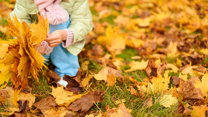 child collecting yellow autumn leaves outdoors, dressed warmly in jacket and scarf. seasonal...