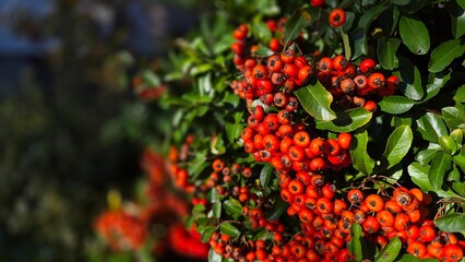 Close-up of Vibrant Red Berries on Green Leaves