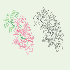 Bougainvillea flower line art doodle art,  black white and colorful illustration isolated on light green background