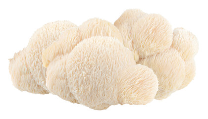 unique lion's mane mushroom offers a distinctive texture and visual appeal, ideal for natural health product promotions and cutting edge gastronomy concepts