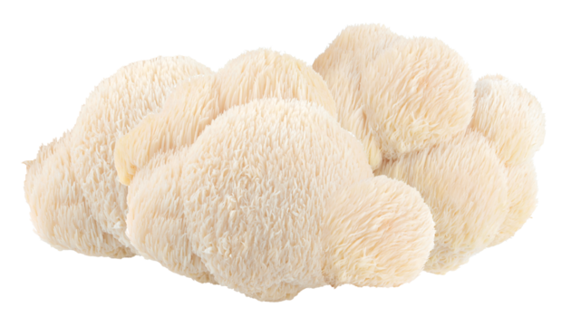 unique lion's mane mushroom offers a distinctive texture and visual appeal, ideal for natural health product promotions and cutting edge gastronomy concepts