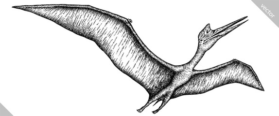 Vintage engraving isolated pterosaur set illustration pterodactylus ink sketch. Flying dinosaur background silhouette Jurassic art. Black and white hand drawn vector image