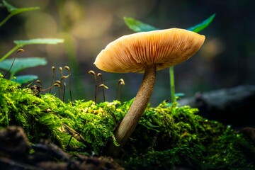 Magic in the undergrowth. Mushrooms, autumn fruits.