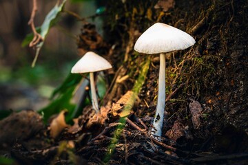Magic in the undergrowth. Mushrooms, autumn fruits.
