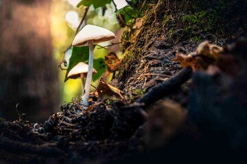 Magic in the undergrowth. Mushrooms, autumn fruits.