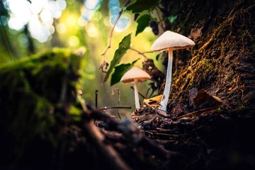 Magic in the undergrowth. Mushrooms, autumn fruits.