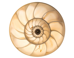 Obraz premium A cross-section revealing the intricate spiral chambers of a marine mollusk shell