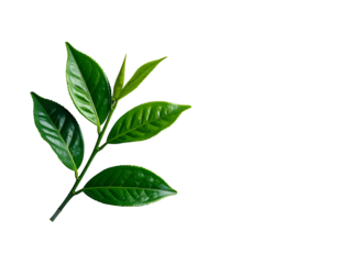 Lush green leaves on a delicate stem against a stark black background