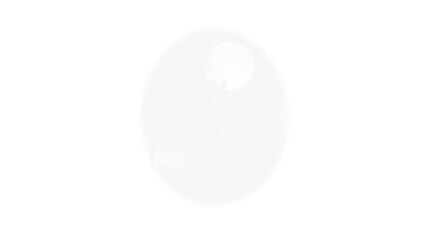 white egg isolated on white