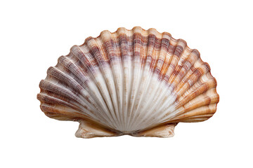 Brown and White Scallop Shell isolated on a transparent background