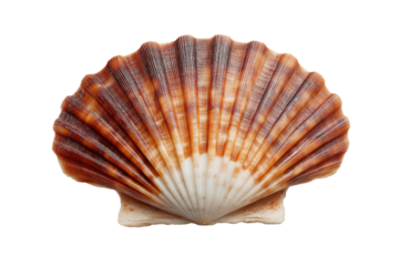 Open brown and white scallop shell isolated on a transparent background