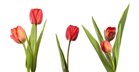 stunning arrangement of red tulips capturing the essence of spring elegance and vibrant beauty conveying feelings of love and creating an atmosphere of freshness
