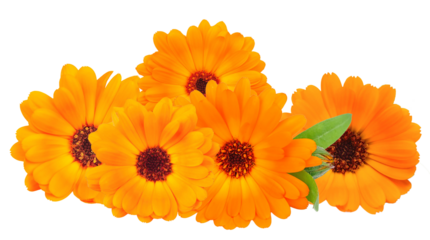 cheerful cluster of orange calendula flowers with dark centers and green leaves, radiating warmth and vibrancy, perfect for health and nature themed visuals