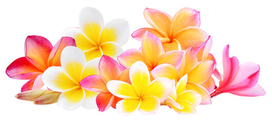 Exotic Frangipani Flowers Blossoming Vibrant
