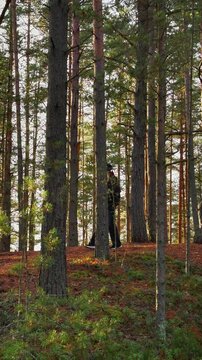 Medium shot of a woman with a dark jacket and beanie walking on a mossy hill through a pine forest during a golden hour sunset, with warm natural light filtering through the tall trees
