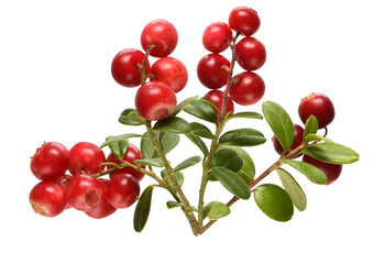 vibrant lingonberry sprigs with glossy red berries and lush green leaves conveying freshness and natural beauty, ideal for healthy eating product shots