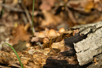 Wild mushrooms in the forest. Outdoor concept. Autumn season.