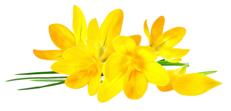 elegant yellow crocuses in full bloom, symbolizing fresh beginnings and joyful rebirth, ideal for spring themed designs and easter celebrations - Powered by Adobe