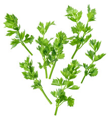 fresh green celery leaves isolated, offering a vibrant and healthy addition to culinary creations, perfect for illustrating natural food concepts and refreshing themes